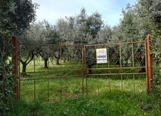 Terreno di mq 3.800 agricolo, Pavona di Albano laziale